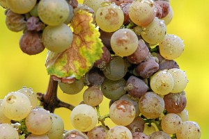 Botrytis on Riesling grapes
