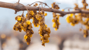 Read more about the article Making sweet wine: What is botrytis and passerillage?