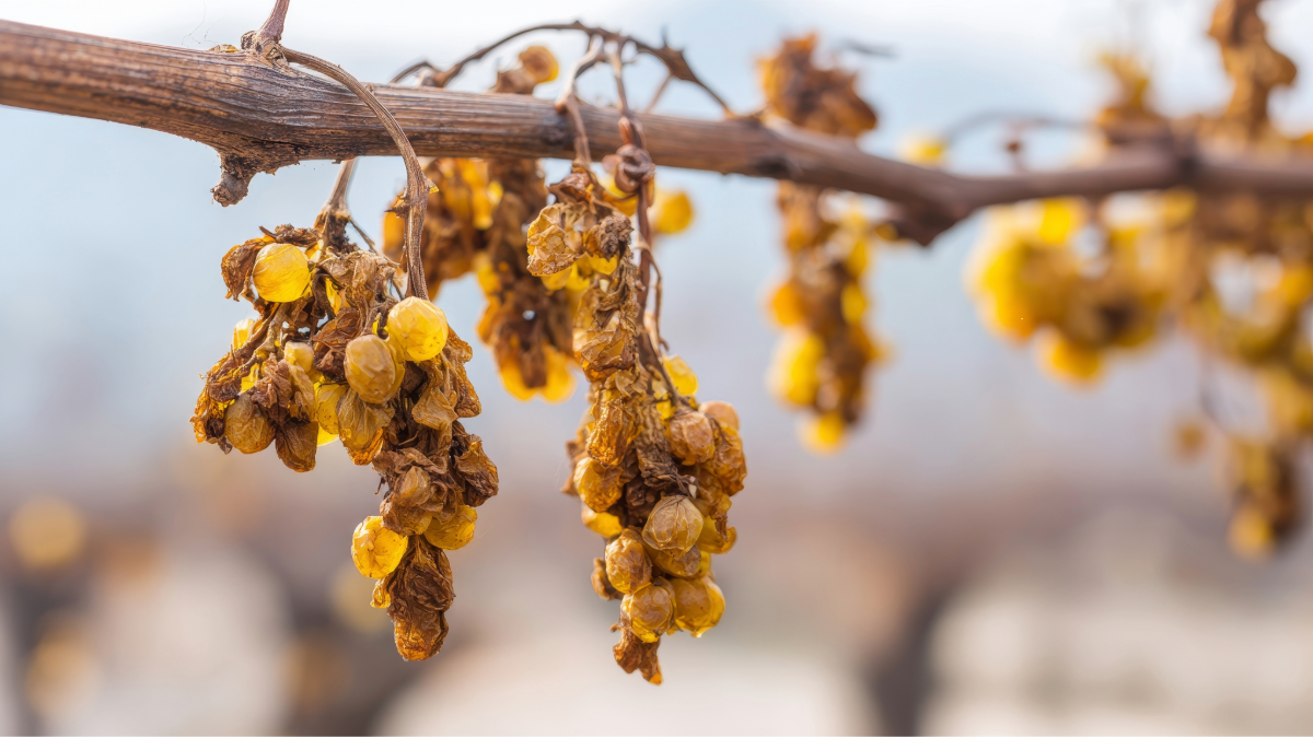 Read more about the article Making sweet wine: What is botrytis and passerillage?