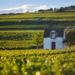 Beaune AOC | The most extensive appellation in the Côte d’Or