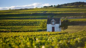 Read more about the article Beaune AOC | The most extensive appellation in the Côte d’Or