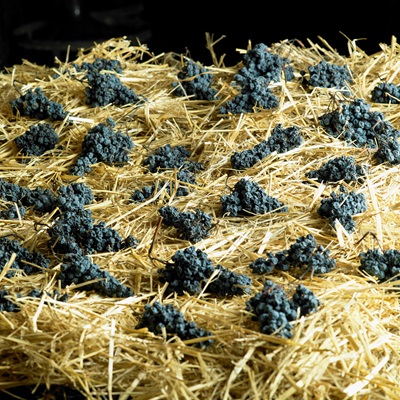 grapes drying on straw