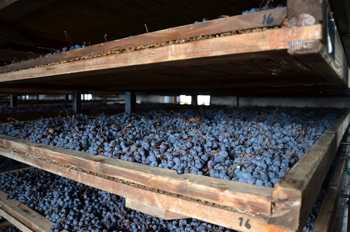 Grapes drying on racks like in the passito method