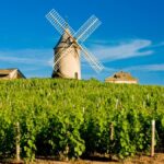 Five reasons why Beaujolais is so in vogue