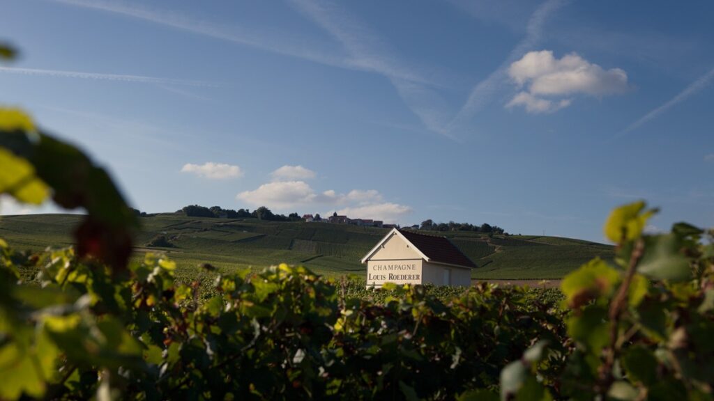Louis Roederer vineyards