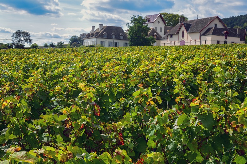 Volnay vineyards