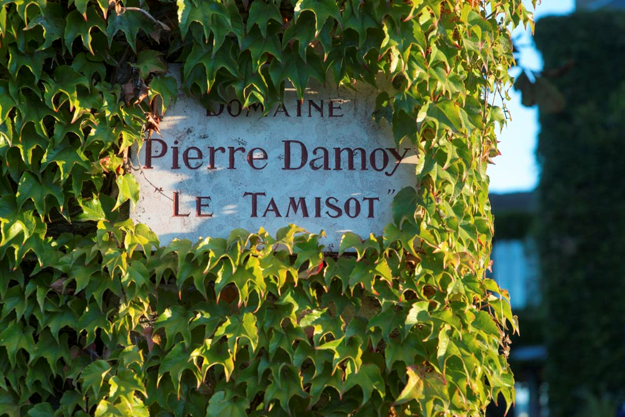 Sing for domaine Pierre Damoy covered in vines
