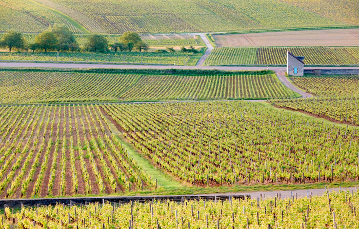 Hospices de nuits vineyard