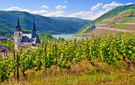 Read more about the article Buying Wine on iDealwine & Shipping to Germany (2026 Guide)