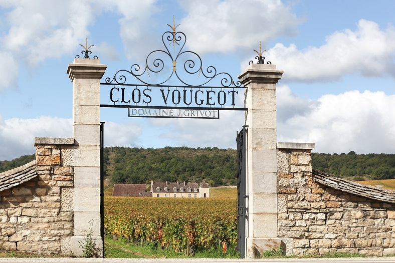 Pinot Noir growing in Burgundy