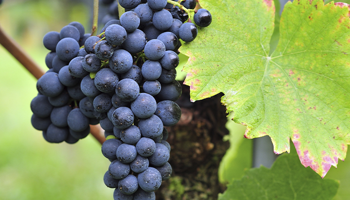 A bunch of Pinot Noir grapes to illustrate Pinot Noir wines around the world