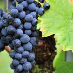 Where is Pinot Noir grown around the world?
