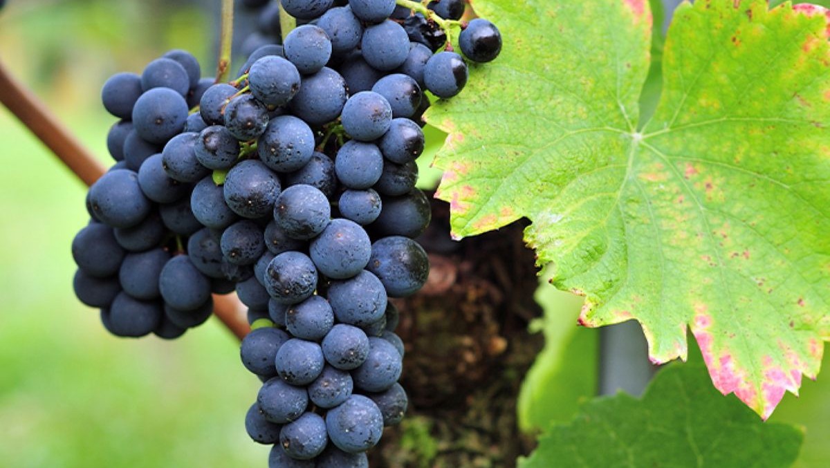 Read more about the article Where is Pinot Noir grown around the world?