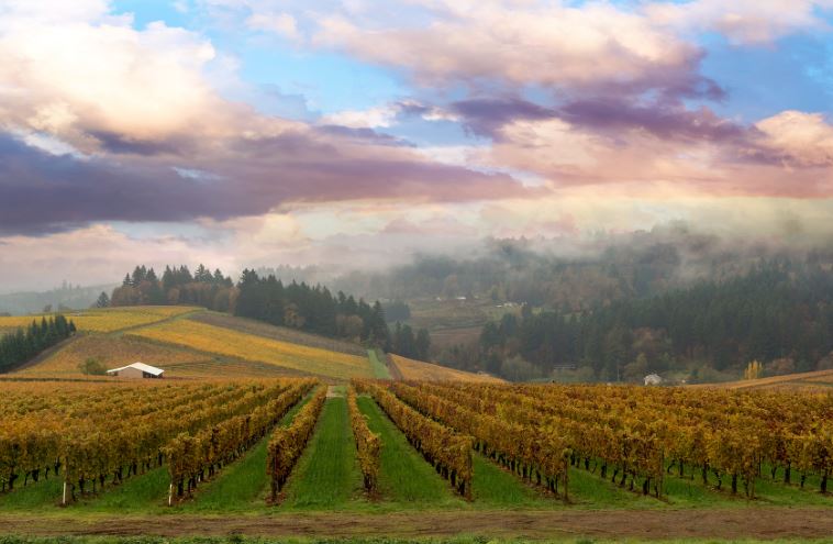 Vineyards in Oregon