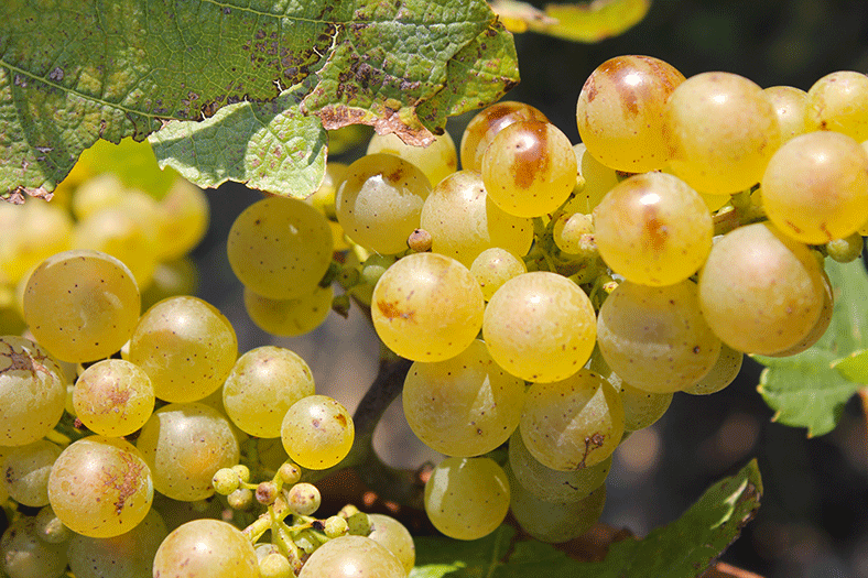 Bunch of chenin grapes