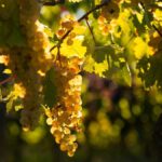 Chenin, the star of the Loire