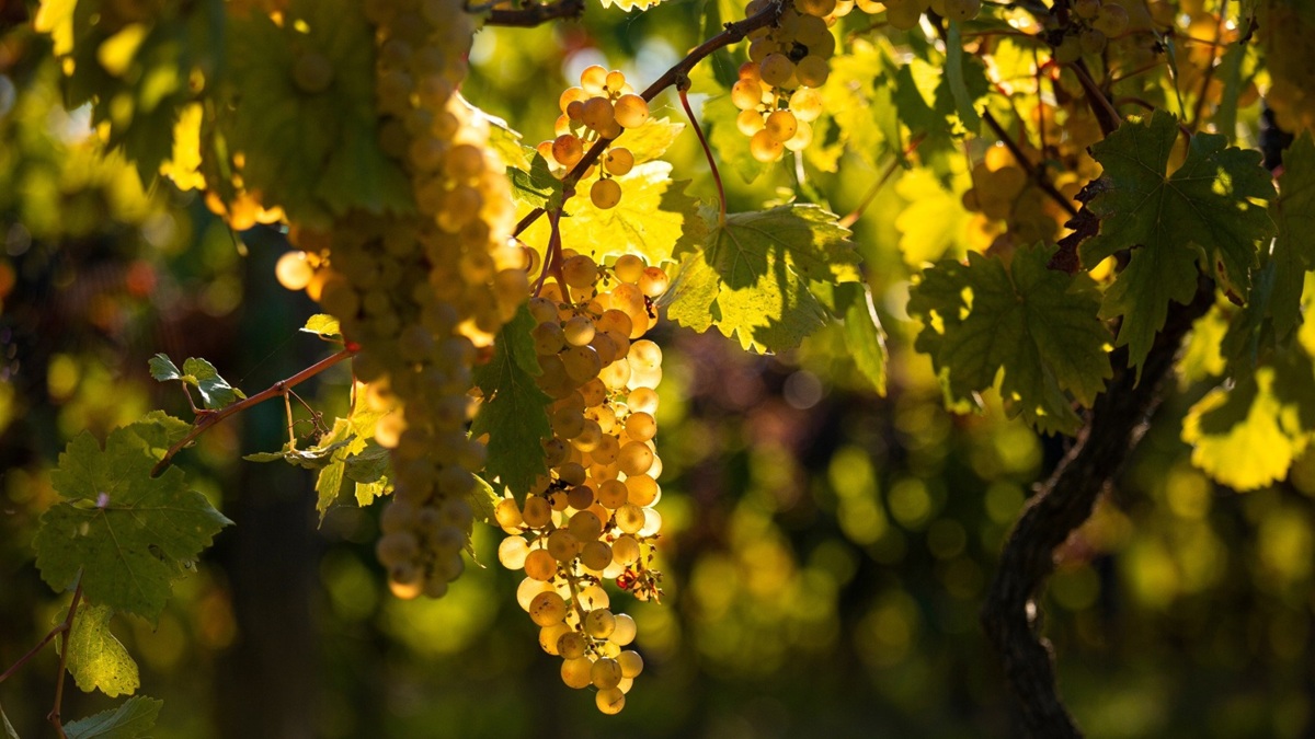 Read more about the article Chenin, the star of the Loire