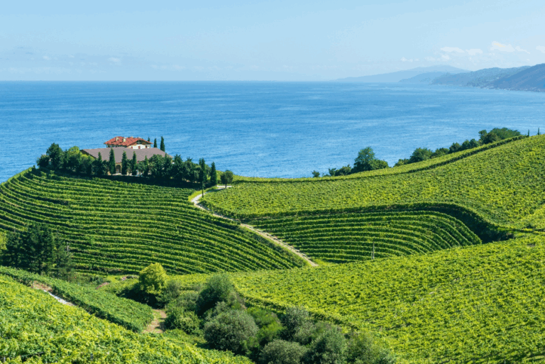 A spanish vineyard with the sea in the background