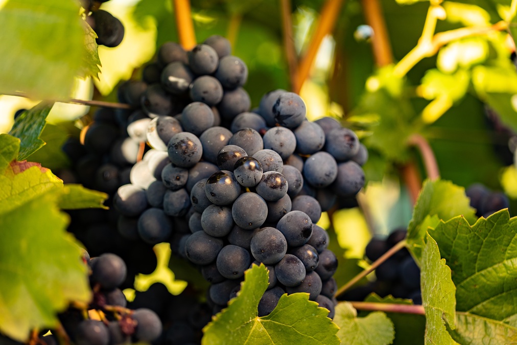 A bunch of shiraz grapes on the vine