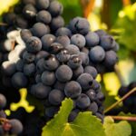 Syrah or Shiraz – the grape with two names
