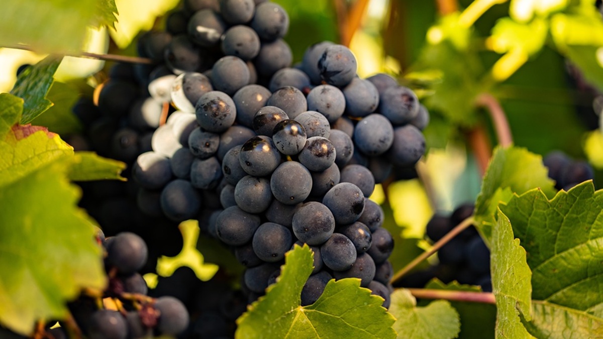 Read more about the article Syrah or Shiraz – the grape with two names