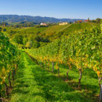 Buying Fine Wine on iDealwine: Your Complete Guide to Shipping to Austria (2026)
