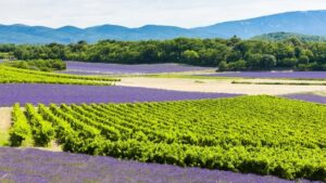 Read more about the article Understanding Côtes de Provence’s cru classés