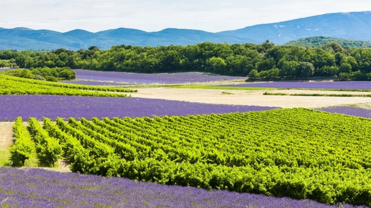 Read more about the article Understanding Côtes de Provence’s cru classés
