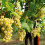 Everything you need to know about Sauvignon Blanc