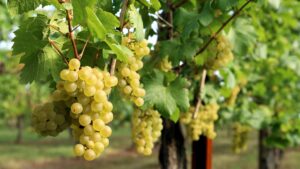 Read more about the article Everything you need to know about Sauvignon Blanc