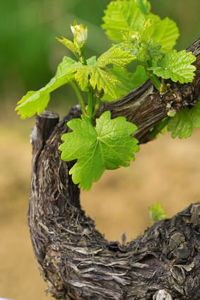 new shoots on a sauvignon blanc vine