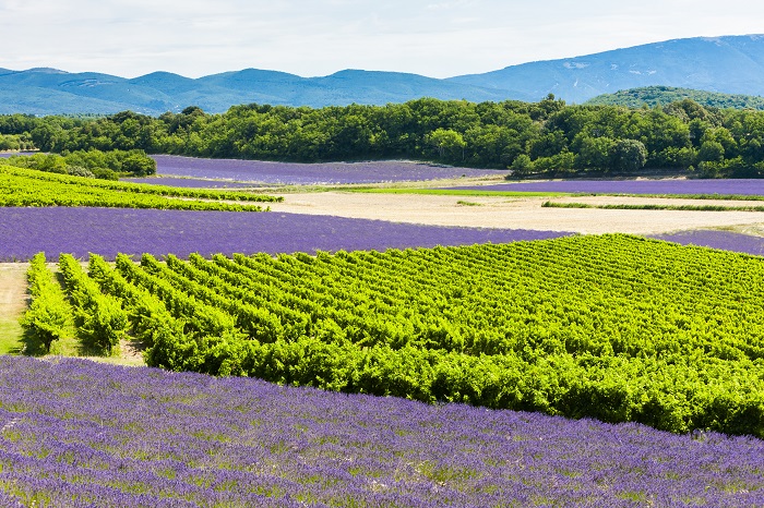 lavender fields and vines growing in Provence