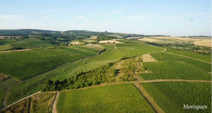 Menetou-Salon vines at Domaine Henry Pellé