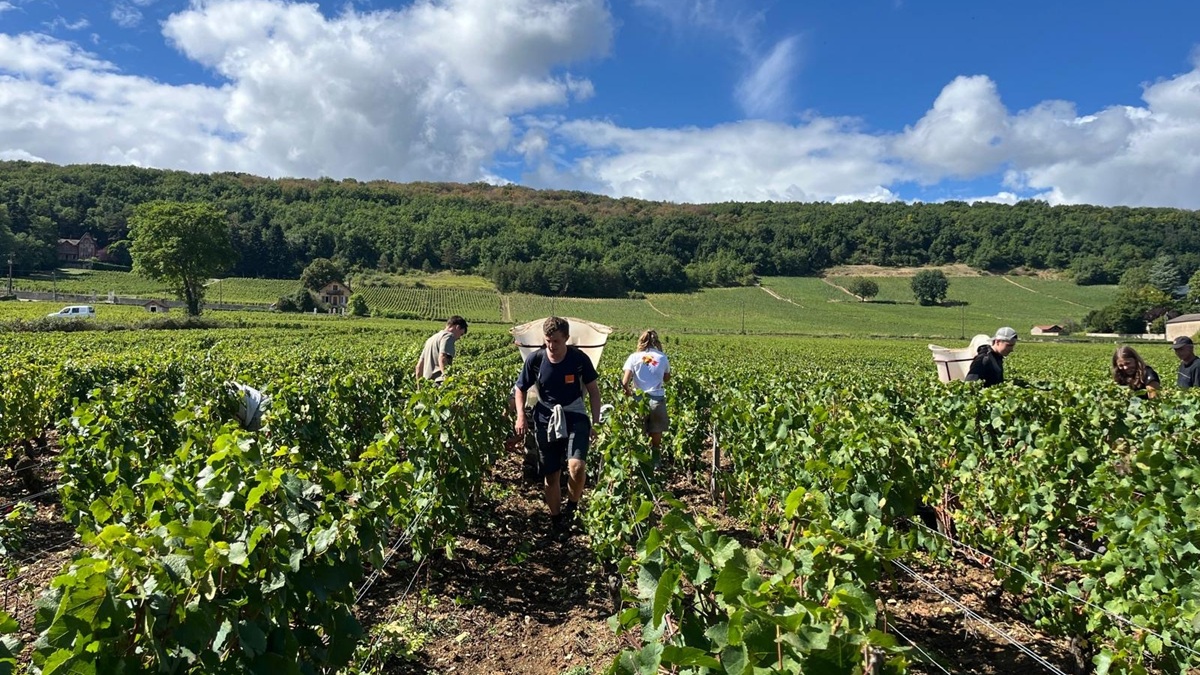 Read more about the article How do winemakers harvest grapes?