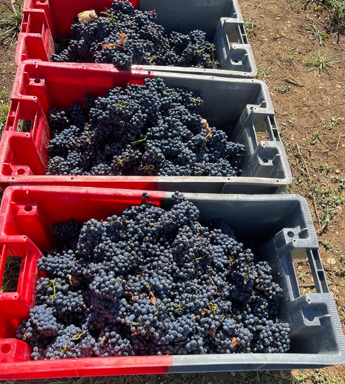 hand-harvested grapes in crates