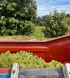 grapes ready to be taken to the winery