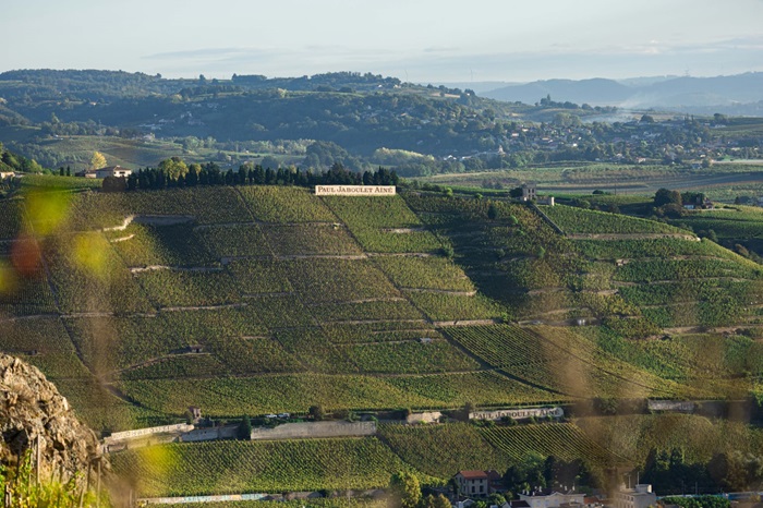Paul Jaboulet Aîné steep vineyards in the Northern Rhône