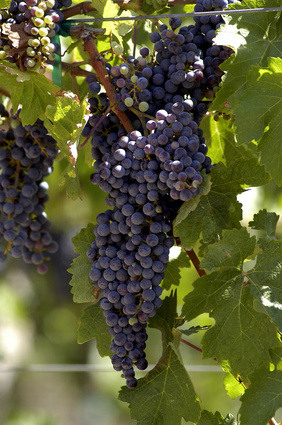 Cabernet Sauvignon bunch of grapes