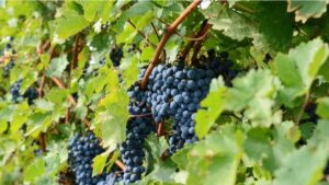 Read more about the article A deep dive on Cabernet Sauvignon