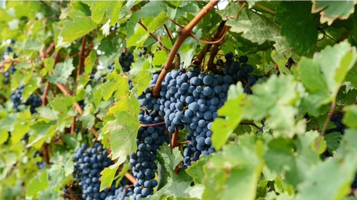 Read more about the article A deep dive on Cabernet Sauvignon