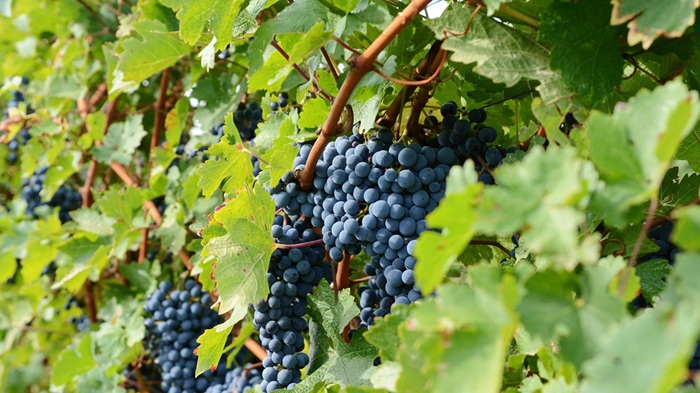 Cabernet Sauvignon grapes growing on the vine